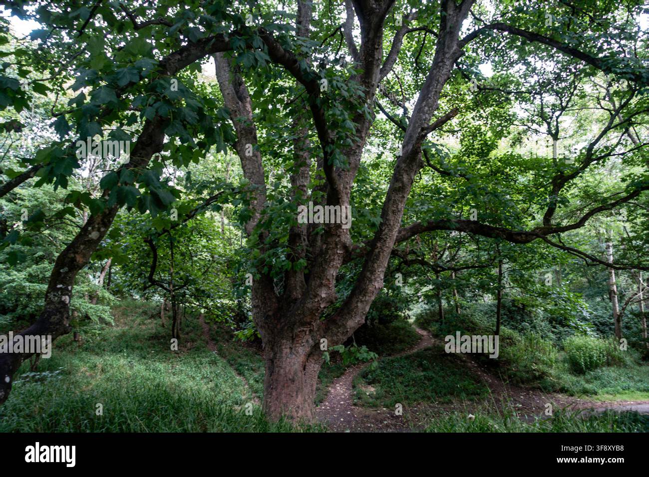 Ein großer Ahornbaum mit dicken Ästen steht in einer grünen Waldparklandschaft im Phoenix Park in Dublin. Stockfoto
