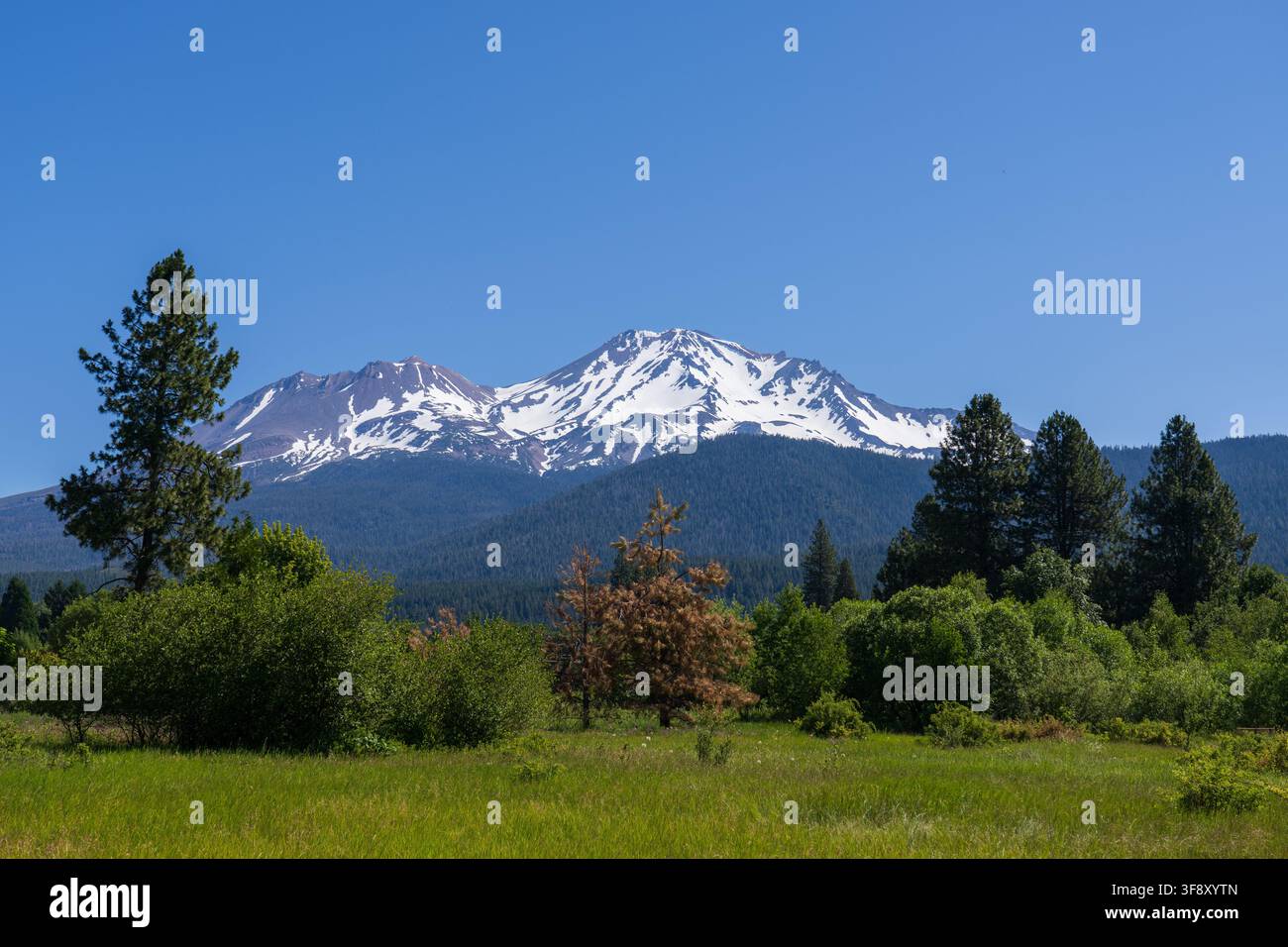 Ein malerischer Blick auf den schneebedeckten Mount Shasta, der über einer grünen Wiese und einem Kiefernwald unter einem klaren blauen Himmel in Kalifornien aufragt Stockfoto