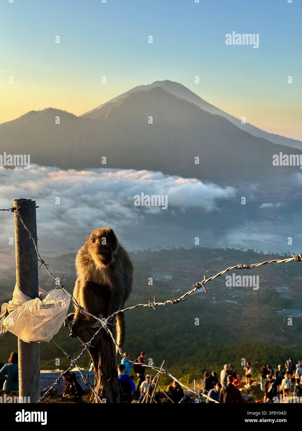 Affe, der auf einem Stacheldrahtzaun am Vulkan Mount Batur auf Bali, Indonesien, sitzt Stockfoto