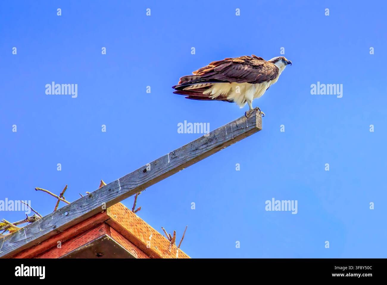 Ein Fischadler (Pandion haliaetus) in einem Park in Sandpoint, Idaho Stockfoto