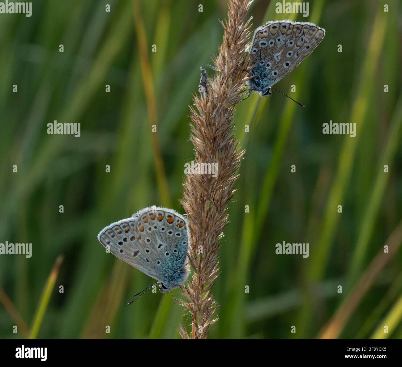 Schmetterlinge auf einer Blume Stockfoto