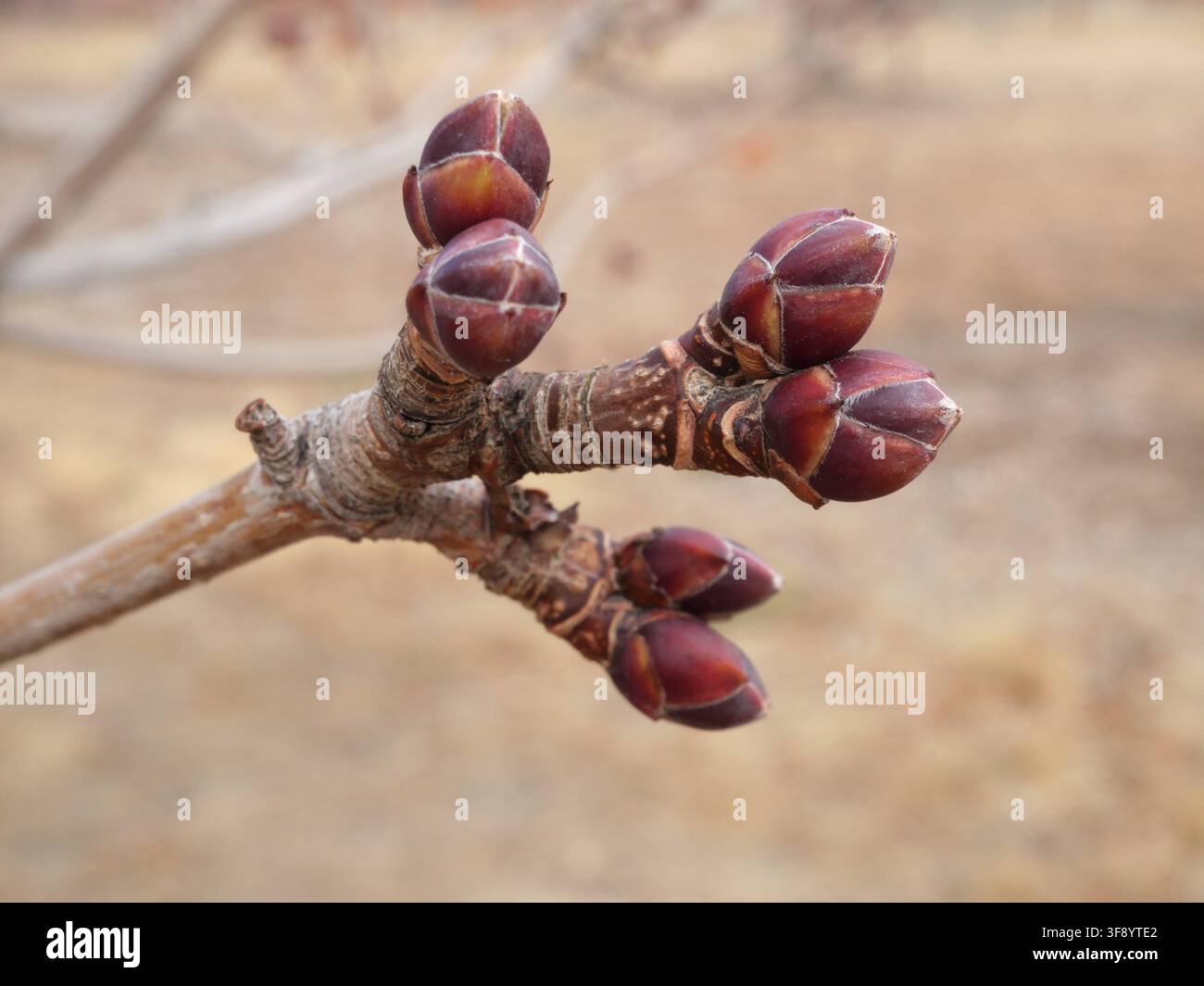 Bündel von ruhenden rötlich-violetten Winterknospen der Norweger-Eiche (Acer platanoides) vor dem Frühjahrsaufbruch Ende Februar in Colorado, USA. Stockfoto