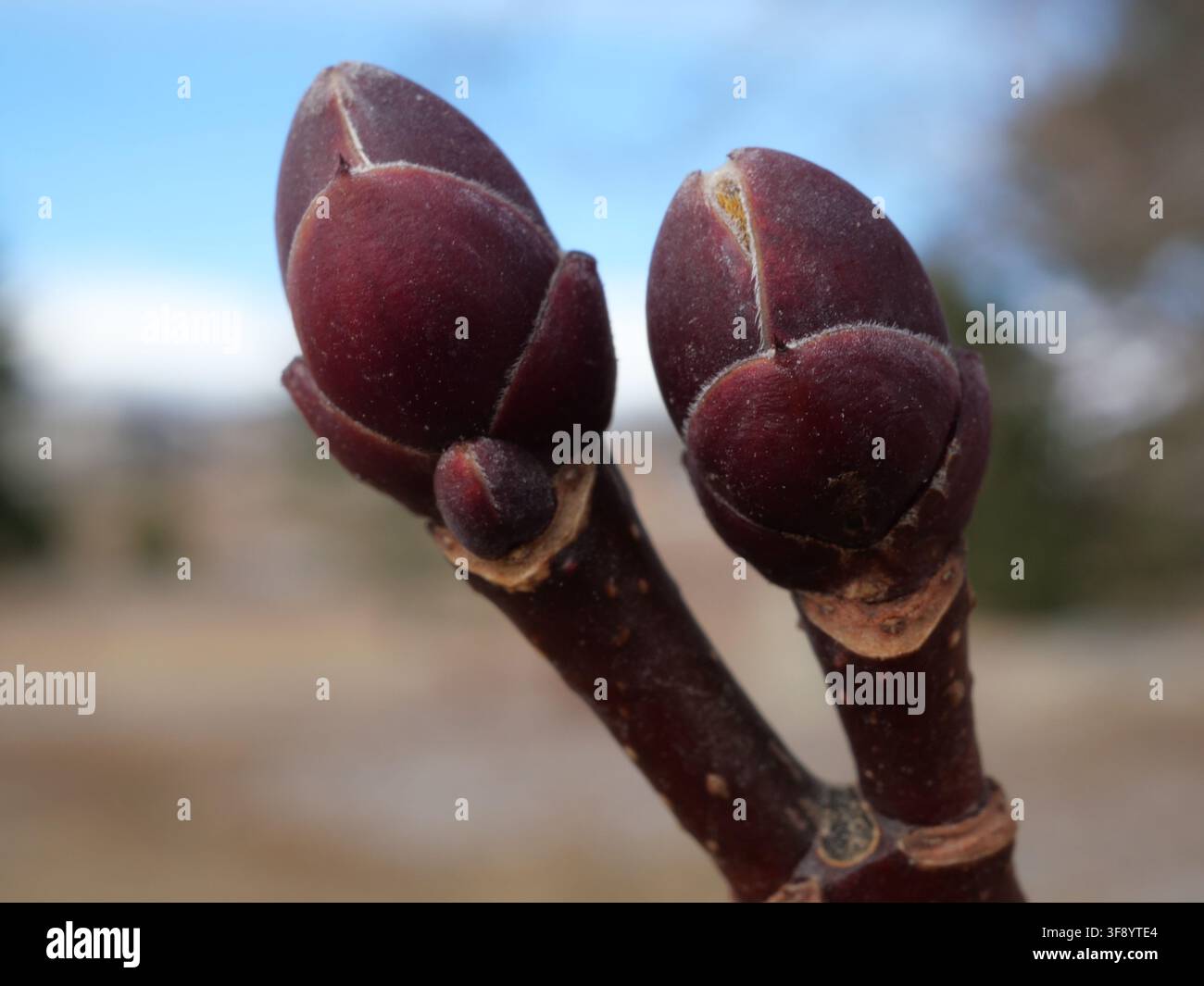 Makro-Nahaufnahme von ruhenden rötlich-violetten Winterknospen der Norischen Esche (Acer platanoides) vor dem Frühlingswachstum im späten Februar in Colorado, USA. Stockfoto