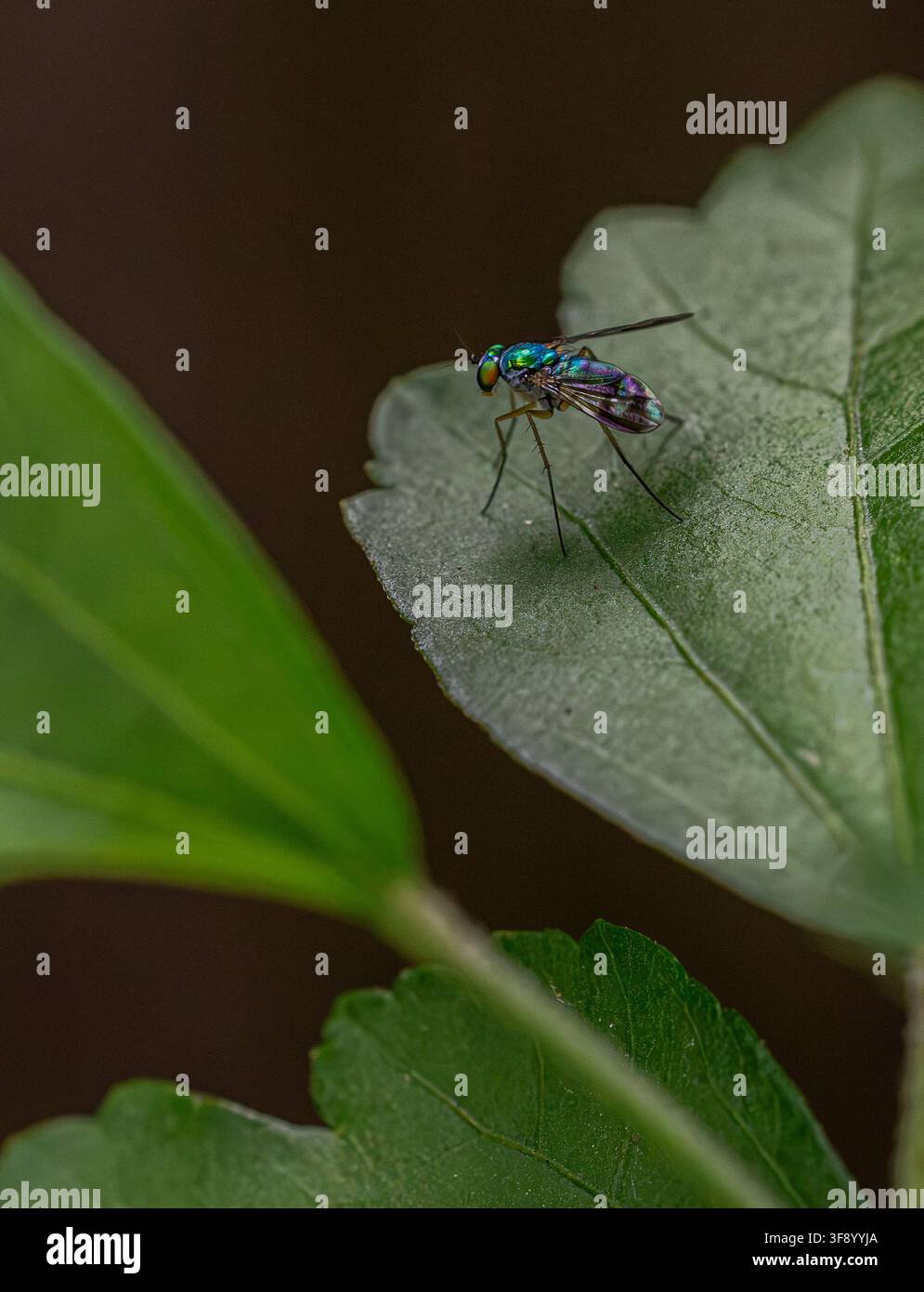 Langbeinige Fliege auf Blatt Stockfoto