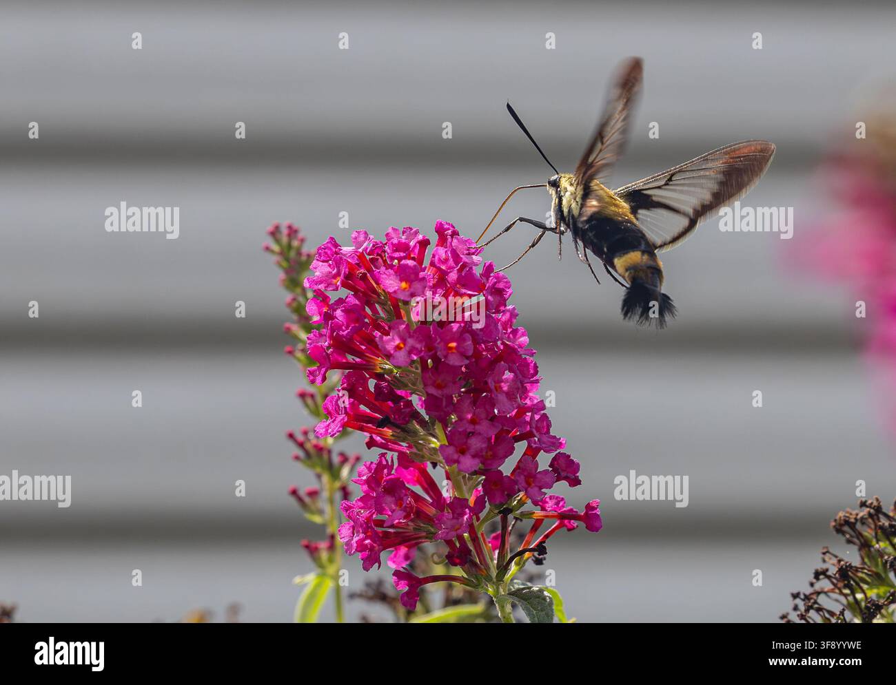 Snowberry Clearwing Motte Stockfoto