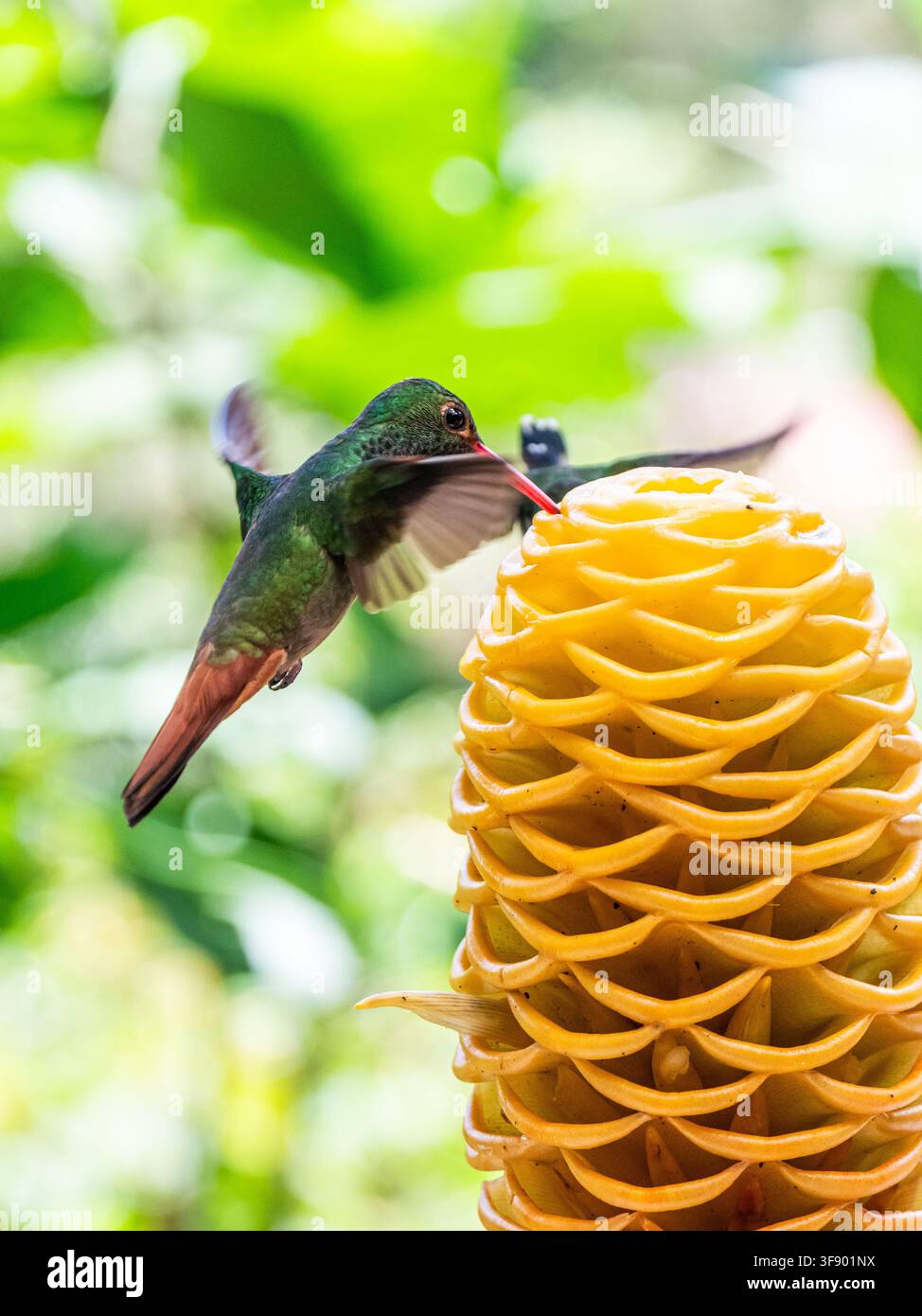Ein Rotschwanzkolibri, der in einem Blumenbeet im Wolkenwald von Mindo, Ecuador, Nahrung aufnimmt. Der Vogel zeigt sein grünes Gefieder, seinen schlanken rötlichen Schnabel und Stockfoto
