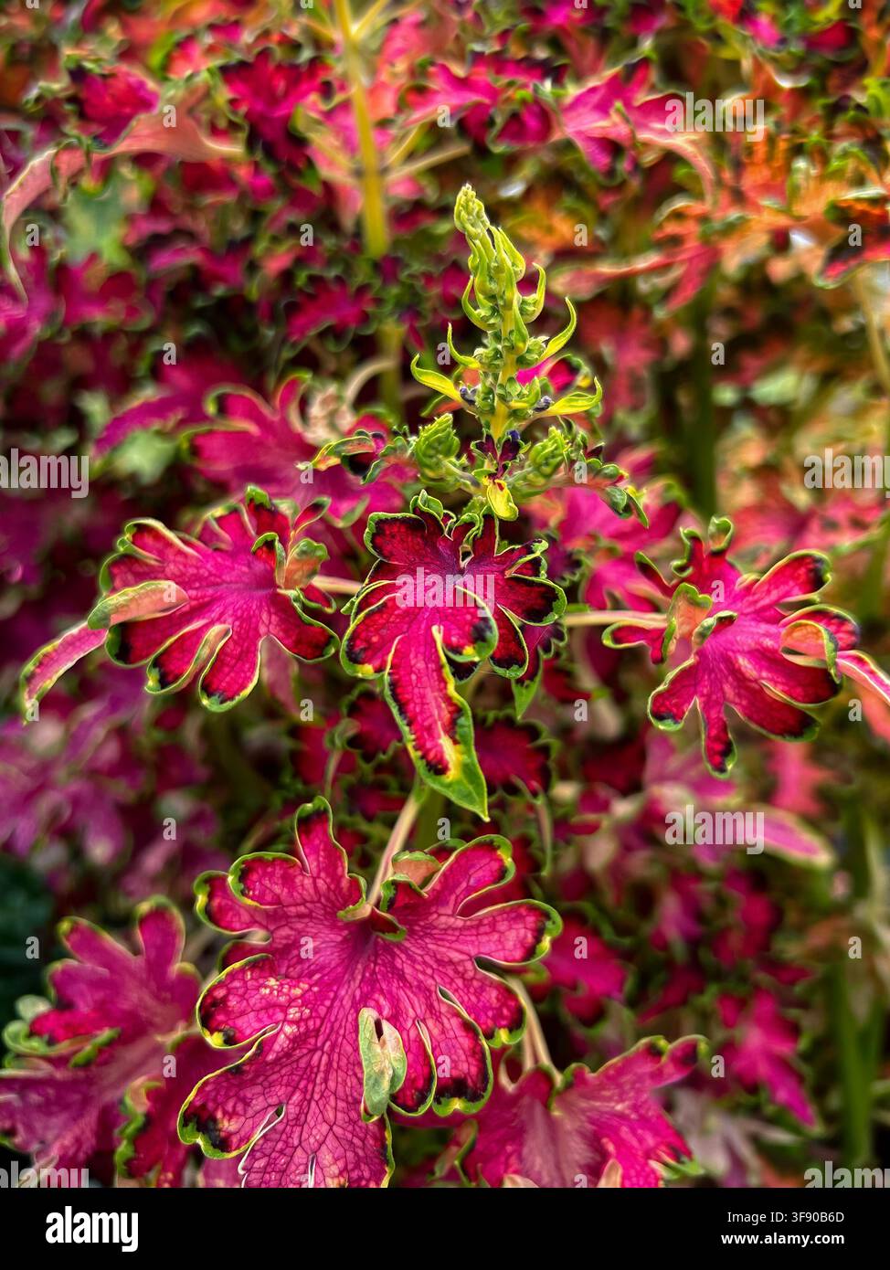 Coleus Mystical Rose oder Bemalte Brennnessel Stockfoto