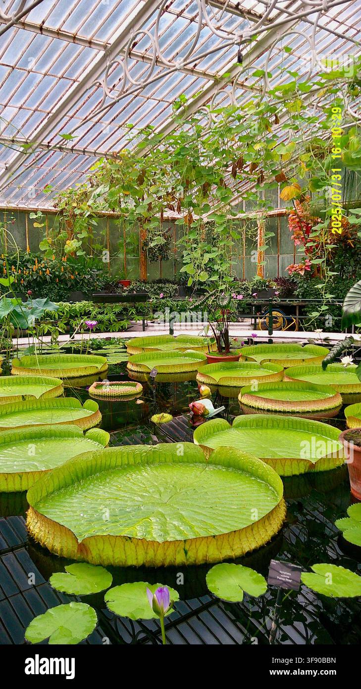Riesigewasserlilien mit riesigen runden Seerosenblättern im Teich des Seerosenhauses, Royal Botanic Gardens, Kew, London, England, UK Stockfoto