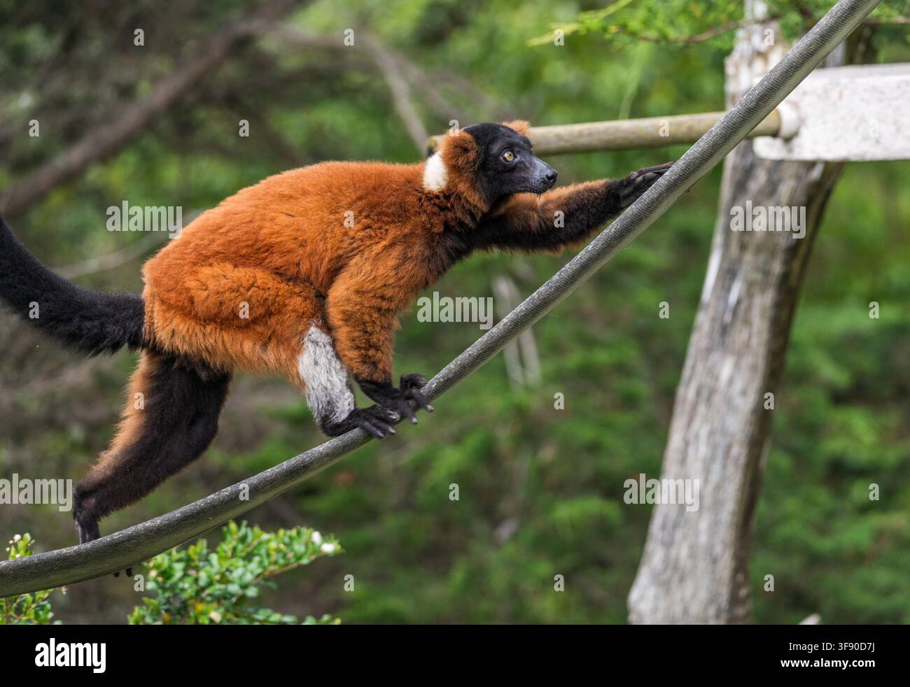 Ein lebhafter roter Stummschwanzlemur durchquert ein Seilgehege im Zoo von San Francisco und zeigt seine einzigartige Beweglichkeit und typische Primatenbewegung. Stockfoto