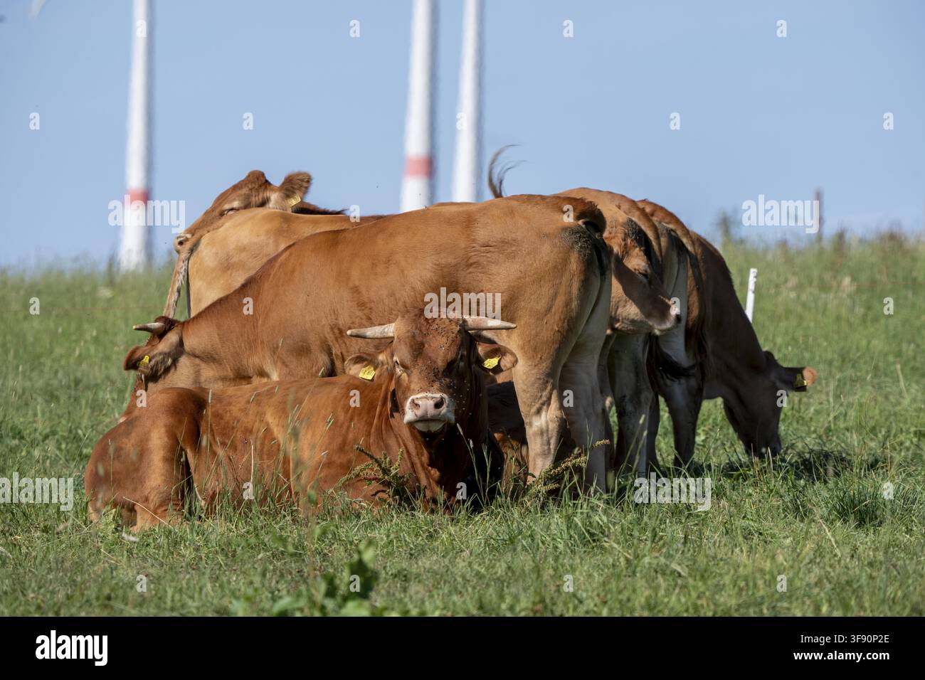 Rinder, Bullen, junge Bullen, junges Vieh auf einer Weide, östlich von Paderborn, Windräder, Nordrhein-Westfalen, Deutschland Stockfoto