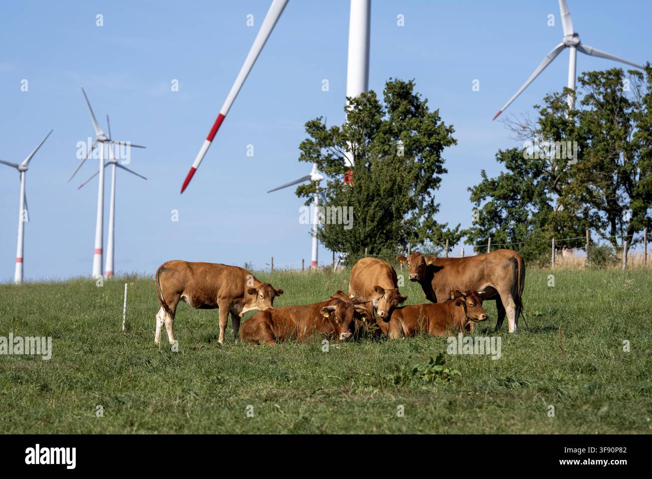 Rinder, Bullen, junge Bullen, junges Vieh auf einer Weide, östlich von Paderborn, Windräder, Nordrhein-Westfalen, Deutschland Stockfoto
