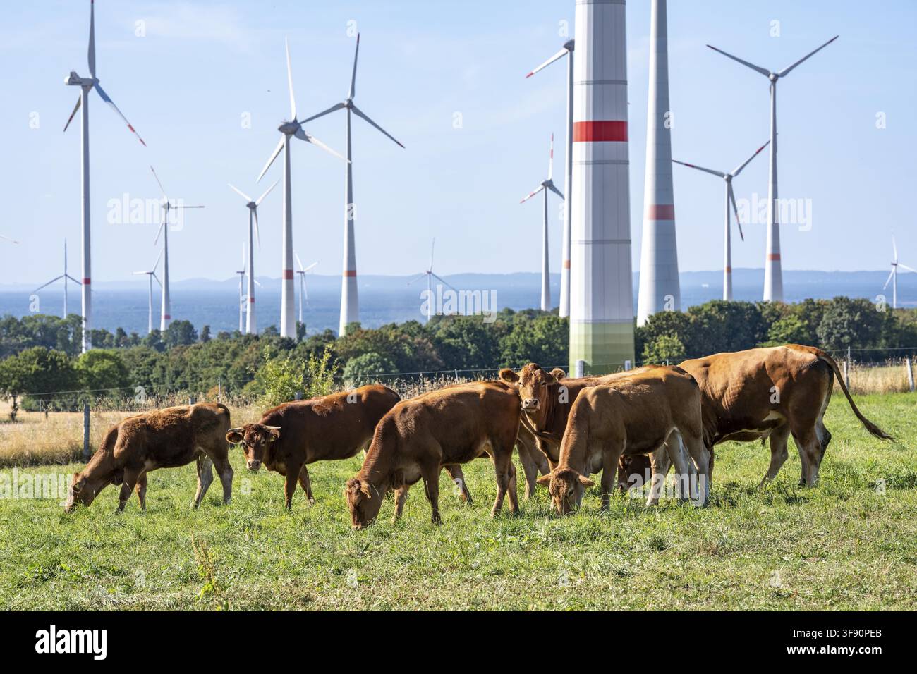 Rinder, Bullen, junge Bullen, junges Vieh auf einer Weide, östlich von Paderborn, Windräder, Nordrhein-Westfalen, Deutschland Stockfoto