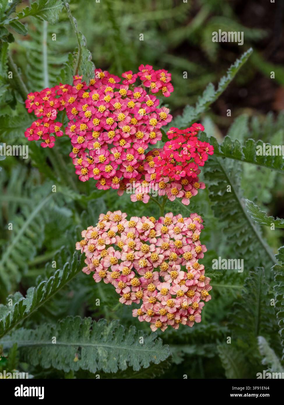 Rosa Schafgarbenblütenbüschel blühen in einem Garten mit kleinen dicht gedrängten Blüten und grünem Laub. Stockfoto