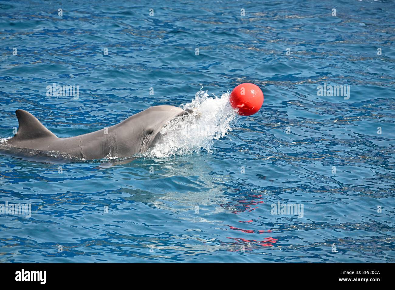 Fröhlicher Delfin wirft einen roten Ball aus dem Wasser an einem sonnigen Tag Stockfoto