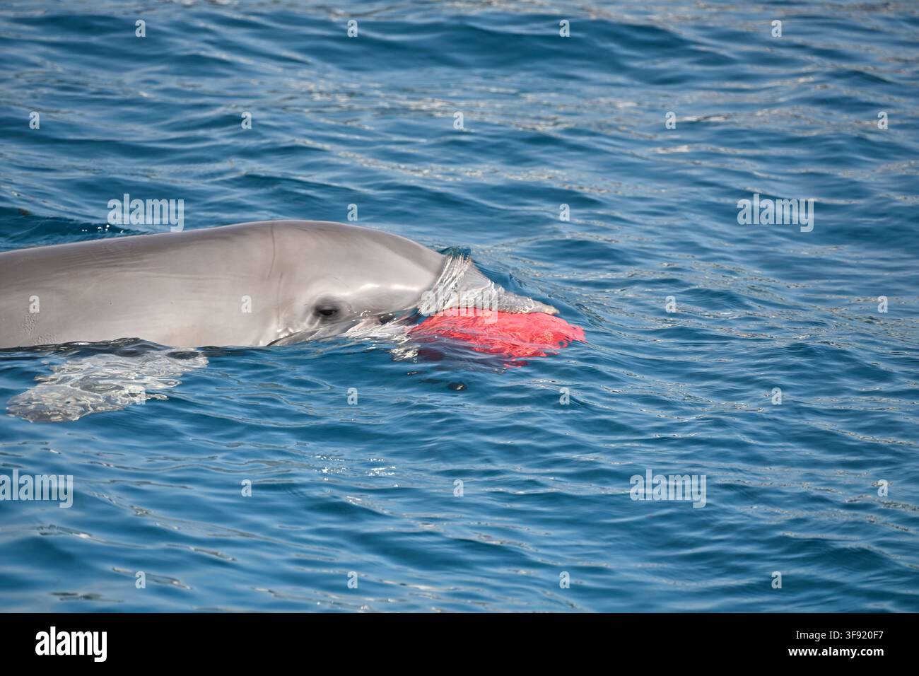 Fröhlicher Delfin wirft einen roten Ball aus dem Wasser an einem sonnigen Tag Stockfoto