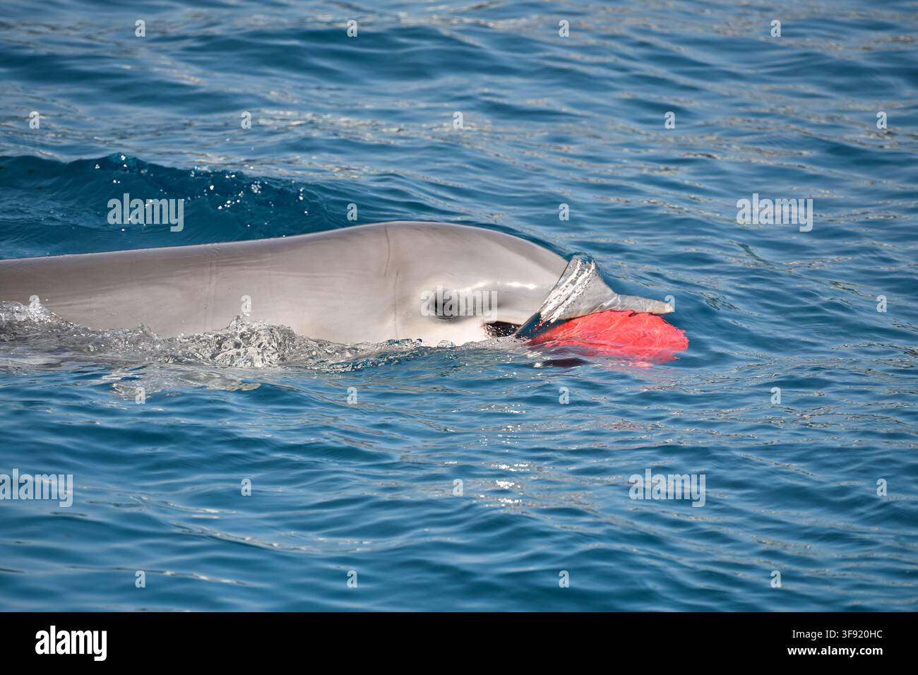 Fröhlicher Delfin wirft einen roten Ball aus dem Wasser an einem sonnigen Tag Stockfoto