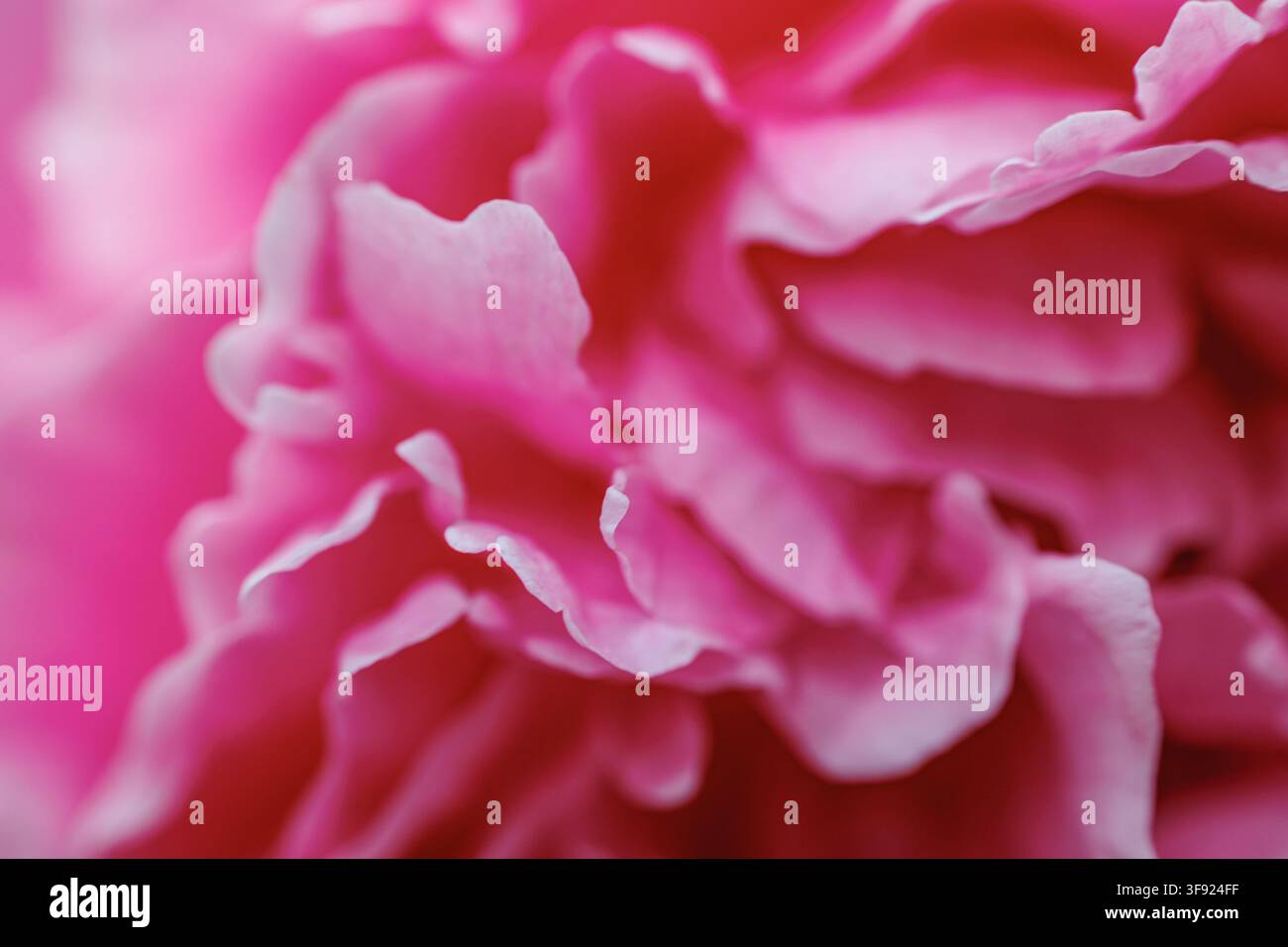 xtreme Nahaufnahme von zerknitterten rosa Pfingstrosenblüten, die das Bild ausfüllen Stockfoto