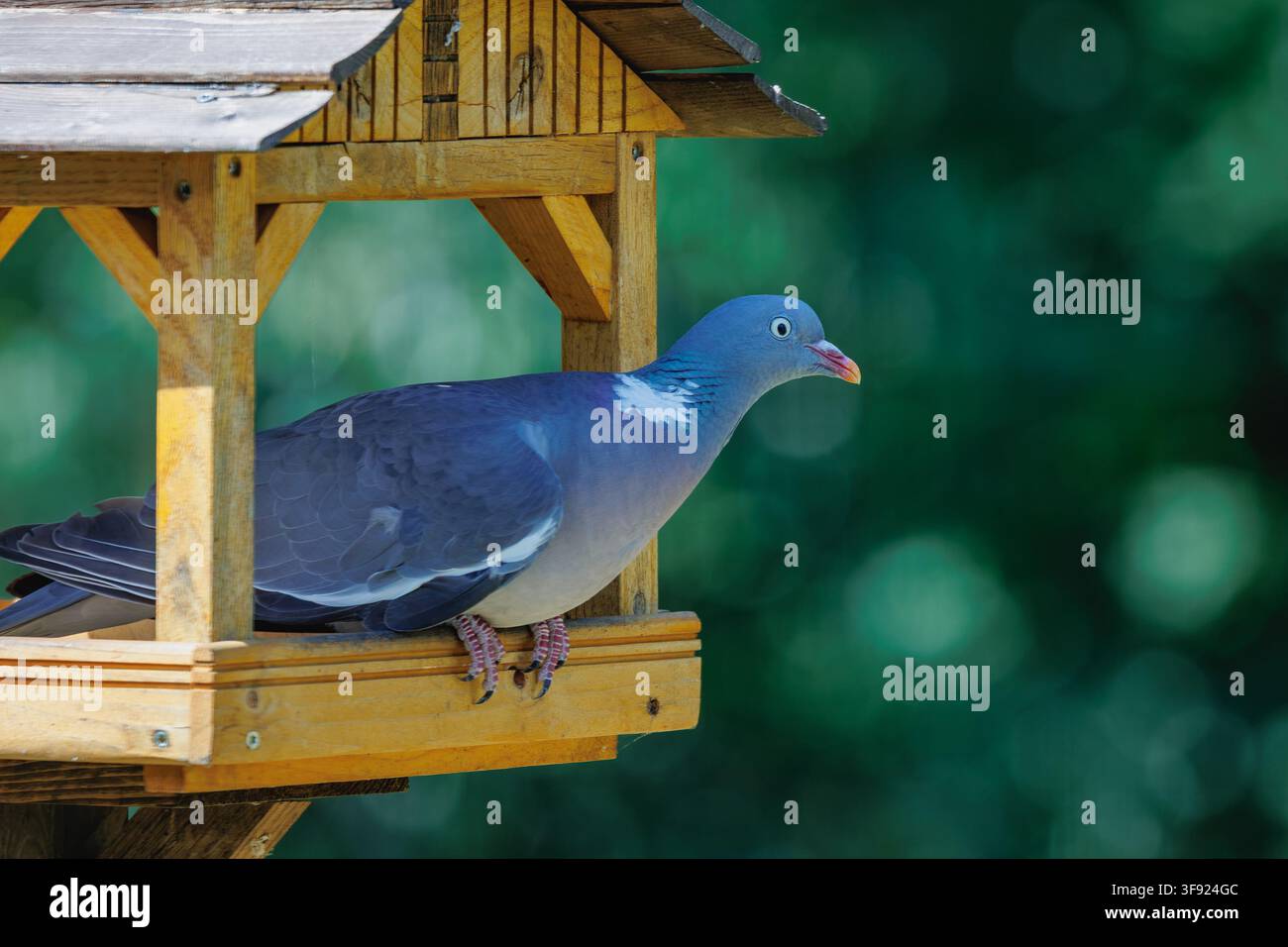 Häufige Waldtaube sitzt in einem hölzernen Vogelhäuschen in einem Garten Stockfoto