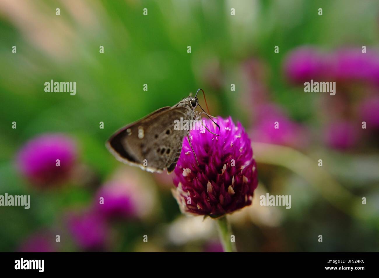 Ein Indischer Palm Bobfalter (Suastus gremius) sitzt auf einer leuchtend rosa Kugelamaranth-Blüte (Gomphrena globosa) vor unscharfer Grünvegetation. Stockfoto