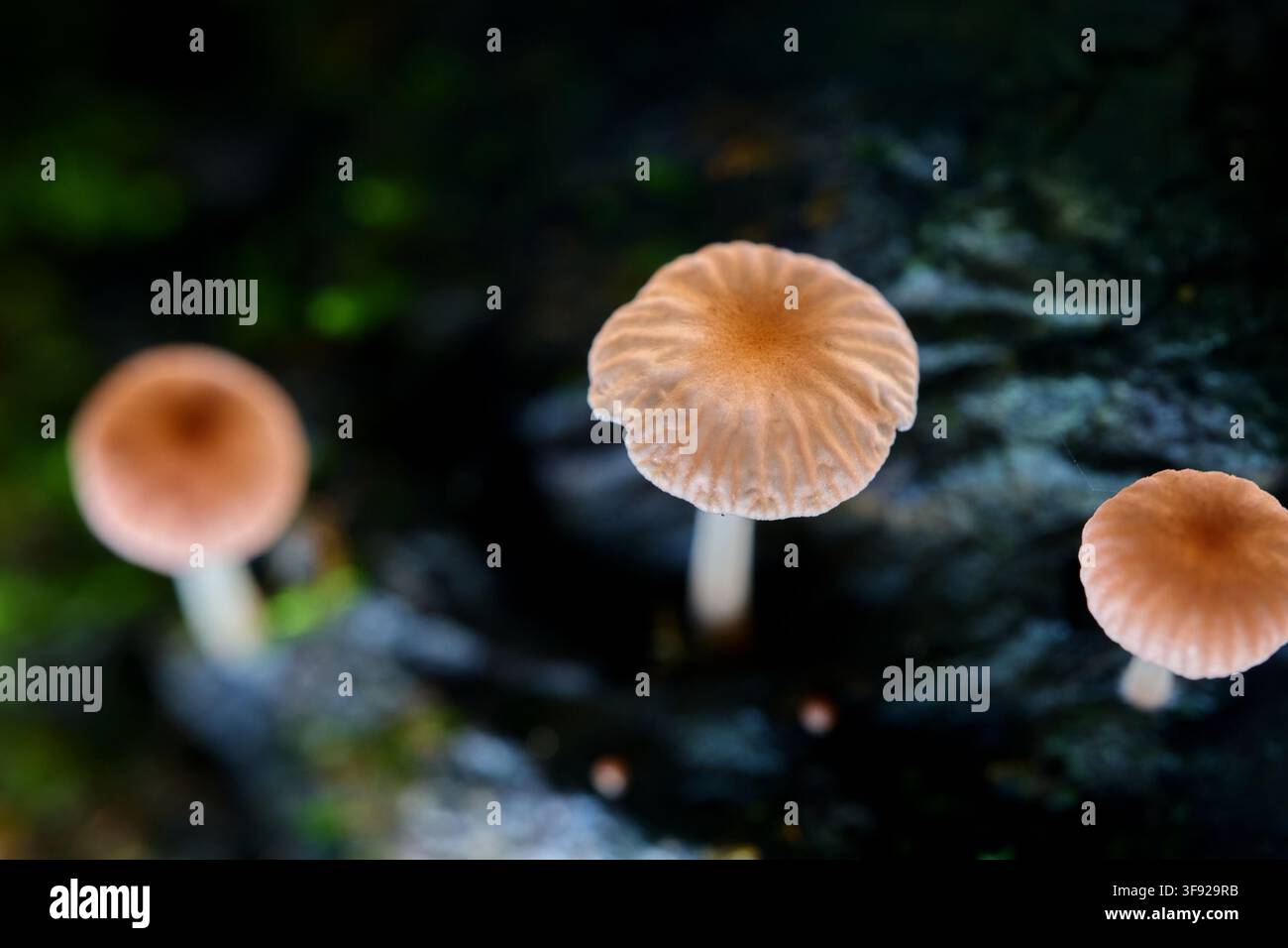 Kleine Wildpilze, die auf einem dunklen Baumstamm sprießen Stockfoto