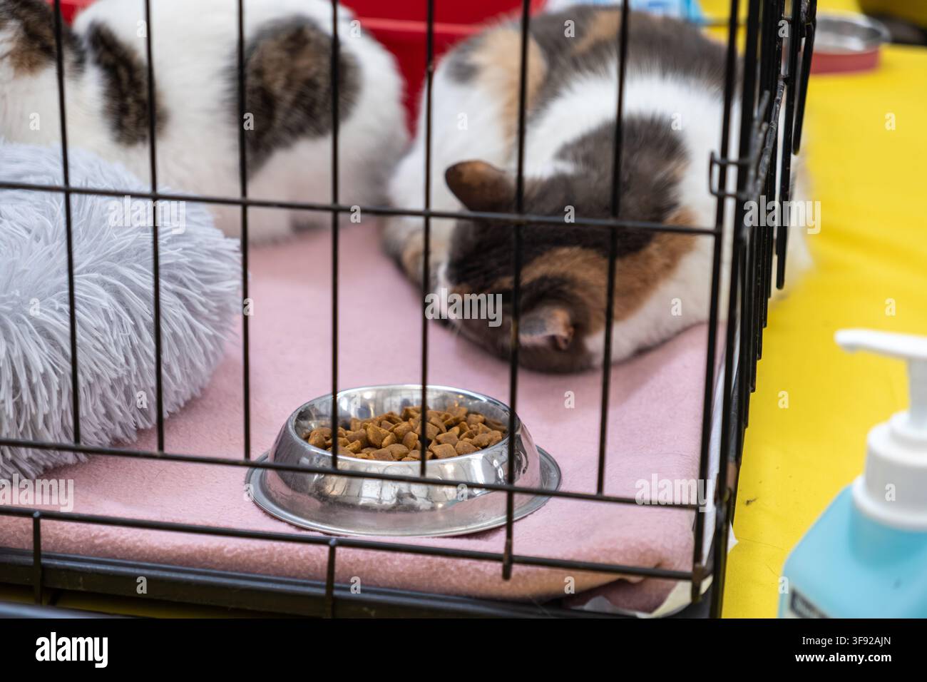 Die Hauskatze ruht friedlich in einem sicheren Gehege und unterstreicht Themen des Tierschutzes, der tierärztlichen Unterstützung und des Engagements für die Suche nach Stockfoto