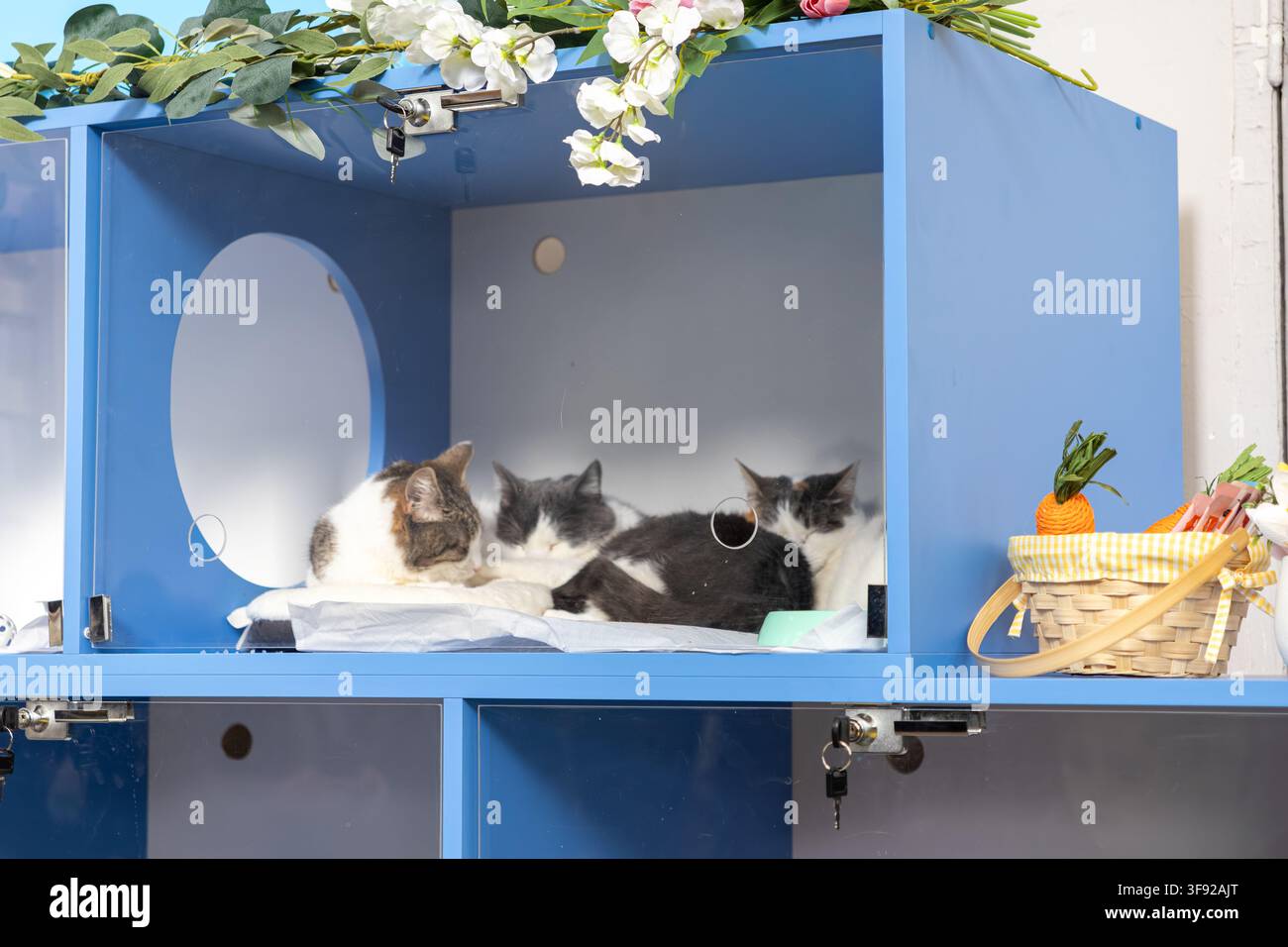 Hauskatzen, die zusammen in einem sicheren blauen Klinikgehege schlafen, stellen sichere Tieradoption, klinische Boarding-Dienste oder komfortable vorübergehende Unterbringung dar Stockfoto