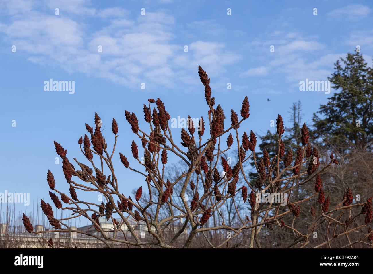Rote flauschige Sumach-Samenköpfe wachsen an strukturierten holzigen Zweigen im Sonnenlicht und fangen die Essenz des Herbstlaubs und der wilden Flora in einem ruhigen Park im Freien ein Stockfoto