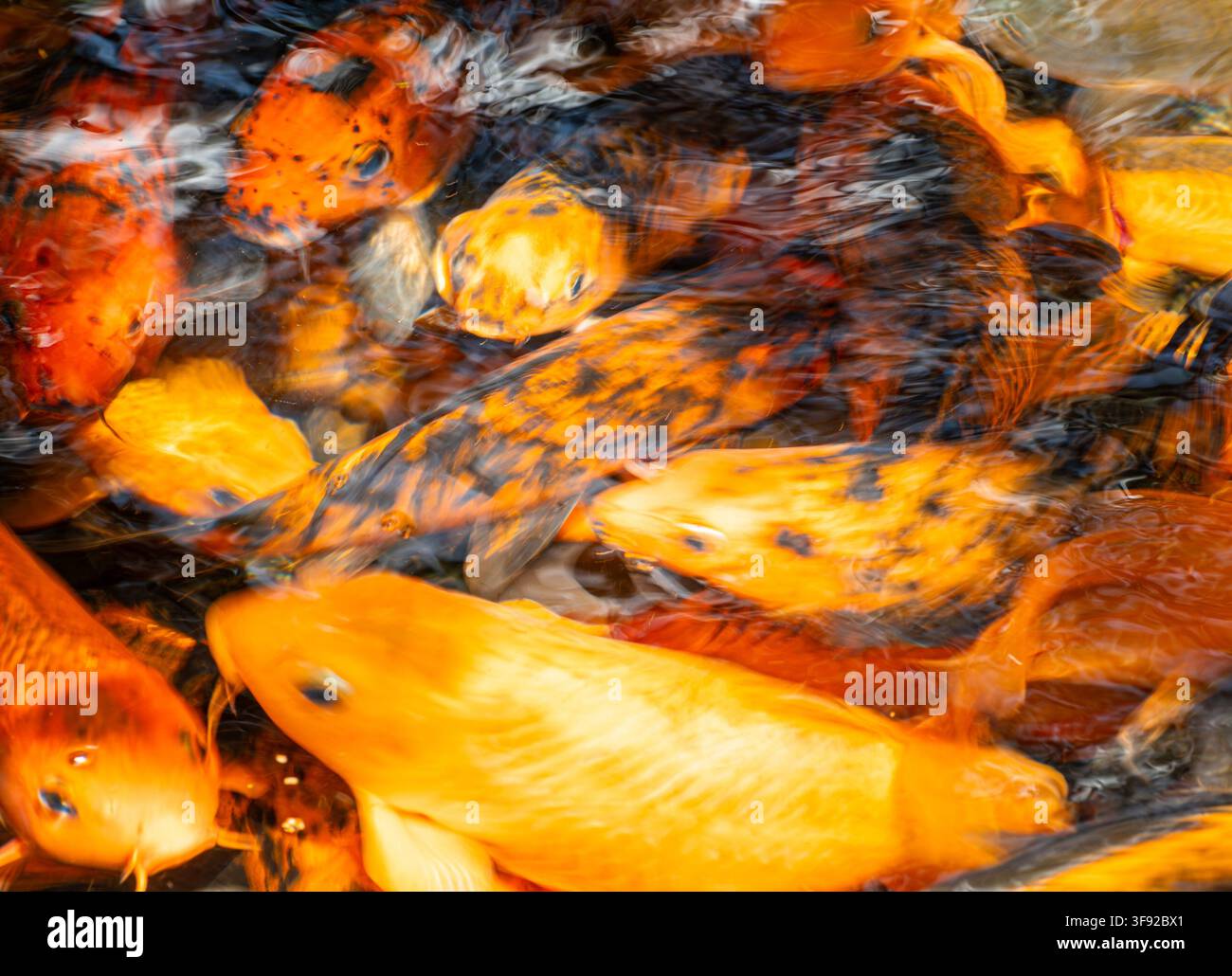 Goldene orange Koi-Fische schwimmen im Wasser Stockfoto