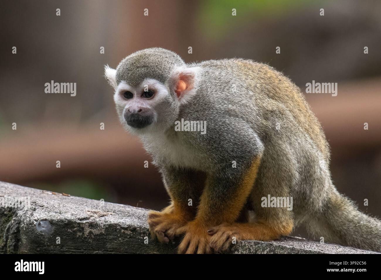 Kleiner Springaffe hält auf einem Felsvorsprung inne Stockfoto