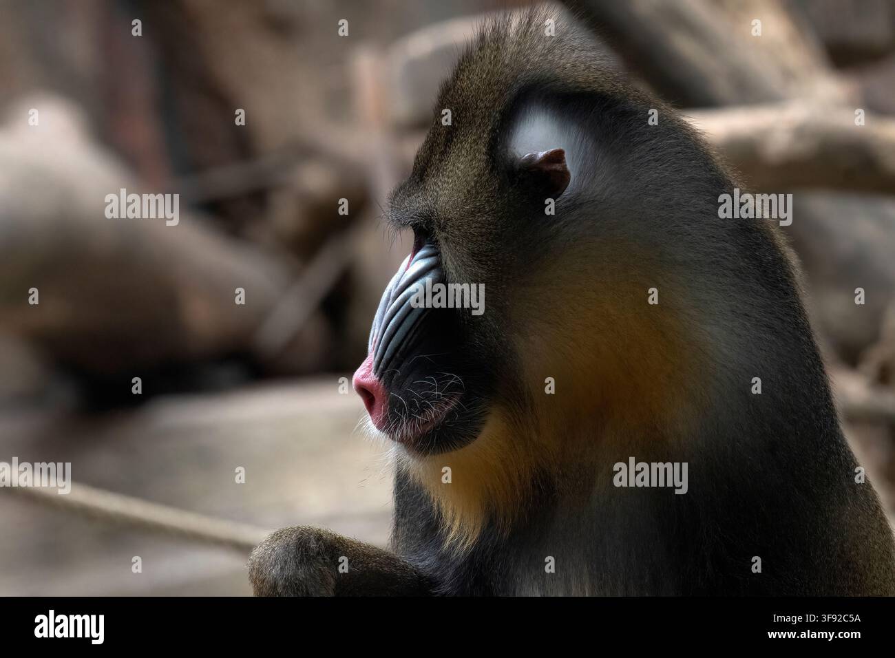 Seitenprofil eines nachdenklichen Mandrills Stockfoto