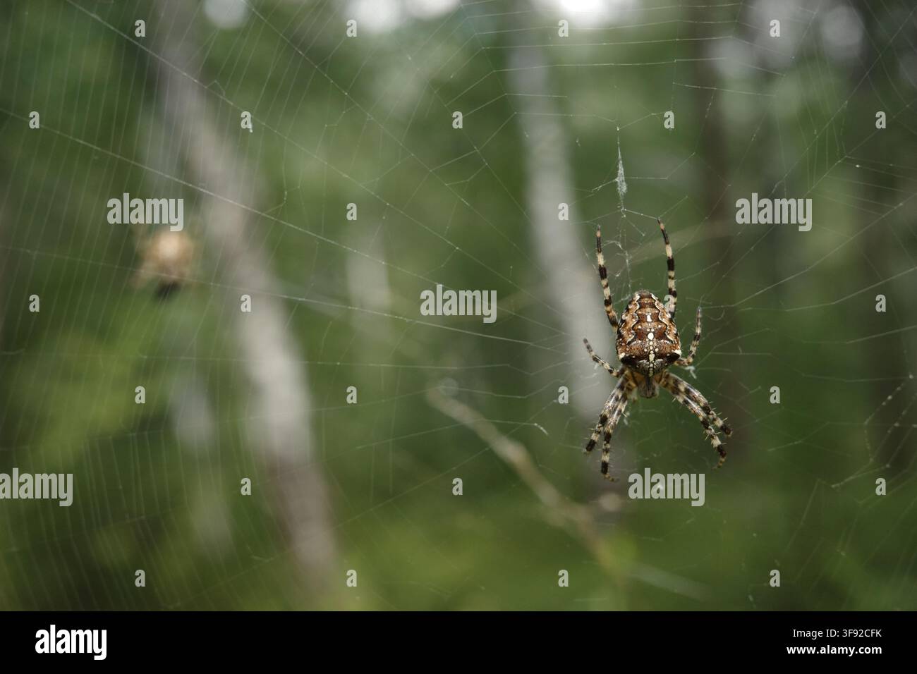 Europäische Gartenspinner wartet in ihrem kunstvollen Netz Stockfoto