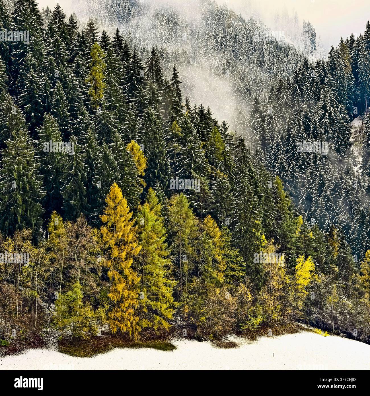 Italien, Südtirol, VAL D'ULTIMO Stockfoto