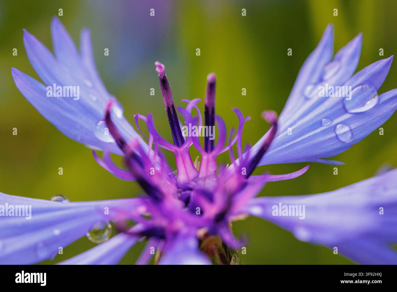Makroaufnahme einer blauen Kornblume mit Wassertropfen Stockfoto
