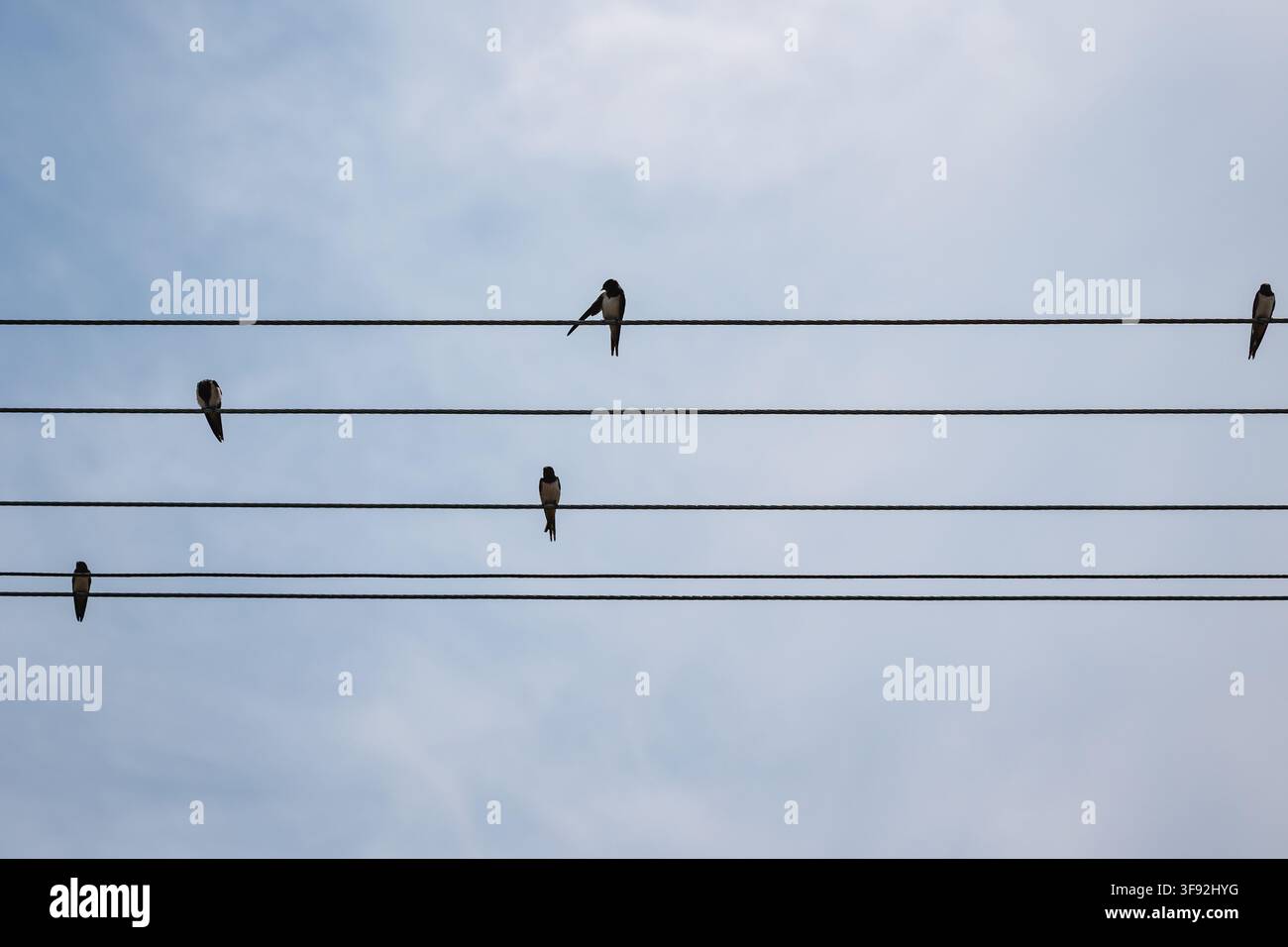 Gruppe von Schwalben, die auf Stromleitungen vor dem Himmel in Polen sitzen Stockfoto