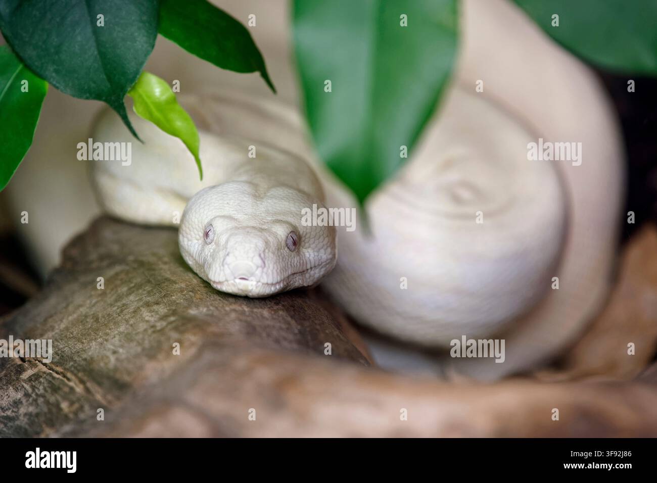 Albino-Boa-Imperator - Boa imperator Stockfoto