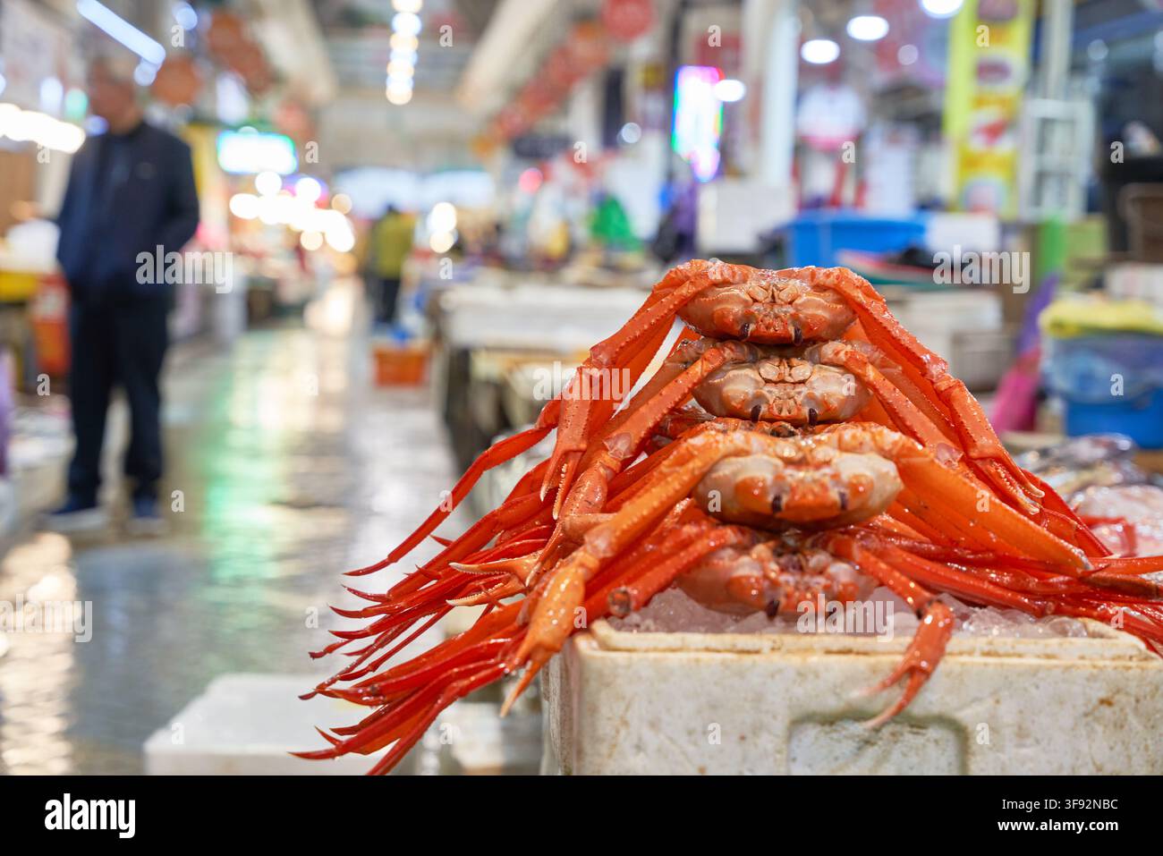 Gedämpfte rote Schneekrabben, die auf einer Styroporbox auf einem traditionellen Fischmarktstand in Sokcho, Gangwon-do, hoch gestapelt sind. Stockfoto
