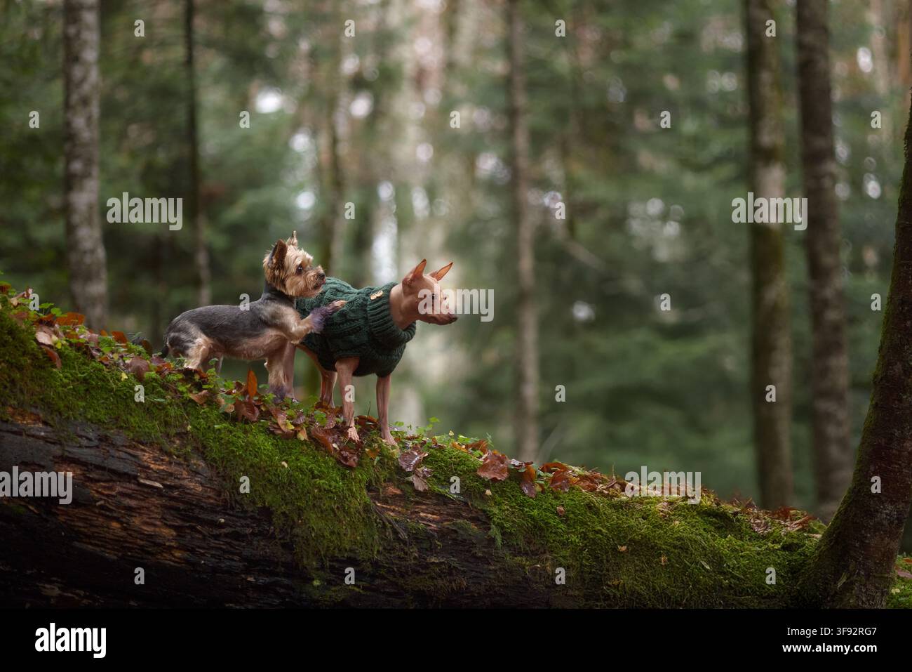 Ein Paar Terrier in grünen Pullovern schlendern langsam einen moosigen Pfad auf einem umgestürzten Baum entlang. Hohe Bäume und sanftes Licht schaffen eine friedliche Waldszene. Stockfoto