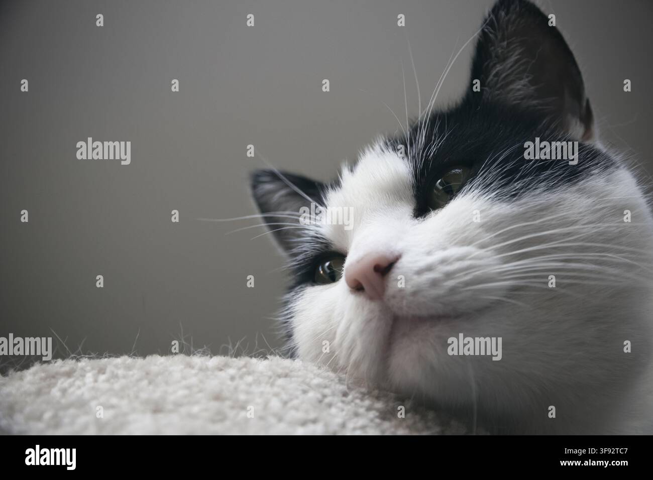 Porträt einer schwarzweißen Katze, Nahaufnahme Stockfoto