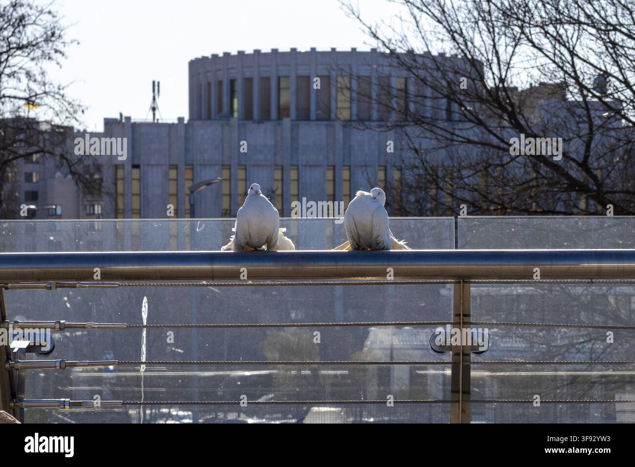 Ein Paar weißer Vögel, die auf einer metallenen Stadtsteg stehen, spiegeln Themen der urbanen Tierwelt, der Ruhe und der Harmonie inmitten der umgebenden Metropo wider Stockfoto