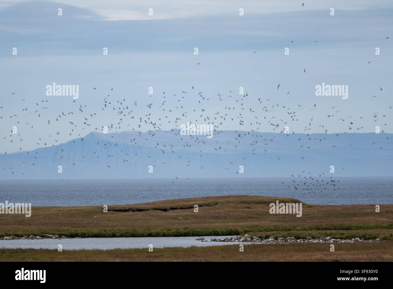 Arktische Seeschwalben (Sterna paradisaea) versammeln sich über Feuchtgebieten auf Snæfellsnes, Island, bevor sie ihre lange Wanderung zu ihren Überwinterungsgebieten im Südpazifik antreten. Stockfoto