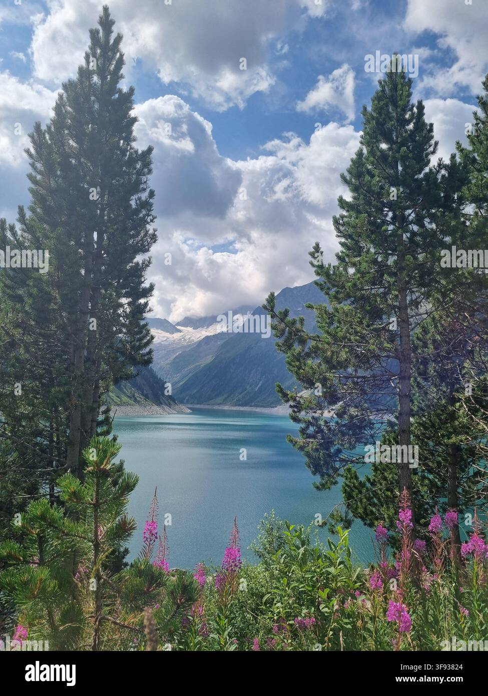 Atemberaubender Blick auf ein türkisfarbenes alpines Reservoir, eingerahmt von Kiefern und blühenden rosa Wildblumen in den österreichischen Alpen. Konzept der unberührten Natur - Smartphone-aufgenommenes Stockfoto