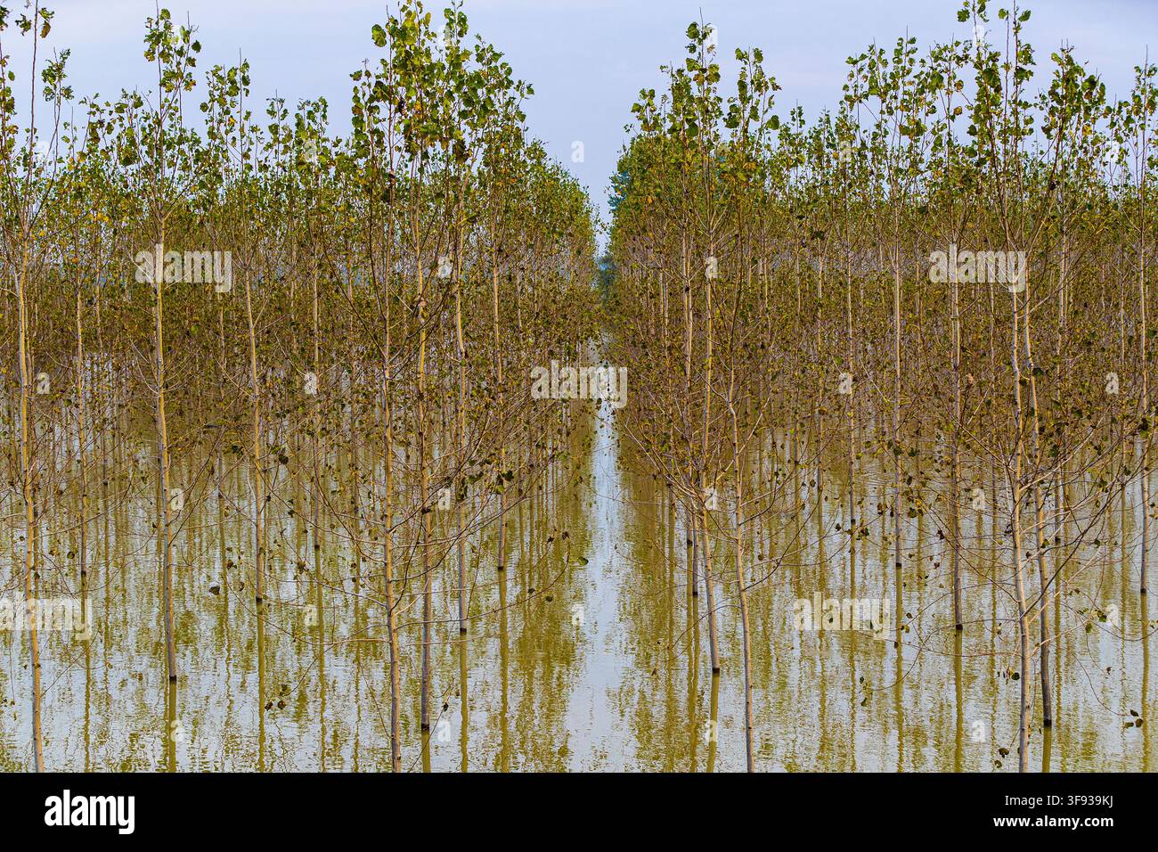 Italien Emilia Romagna Po-Delta – Überschwemmungsgebiet des Po-Flusses und Radweg Stockfoto