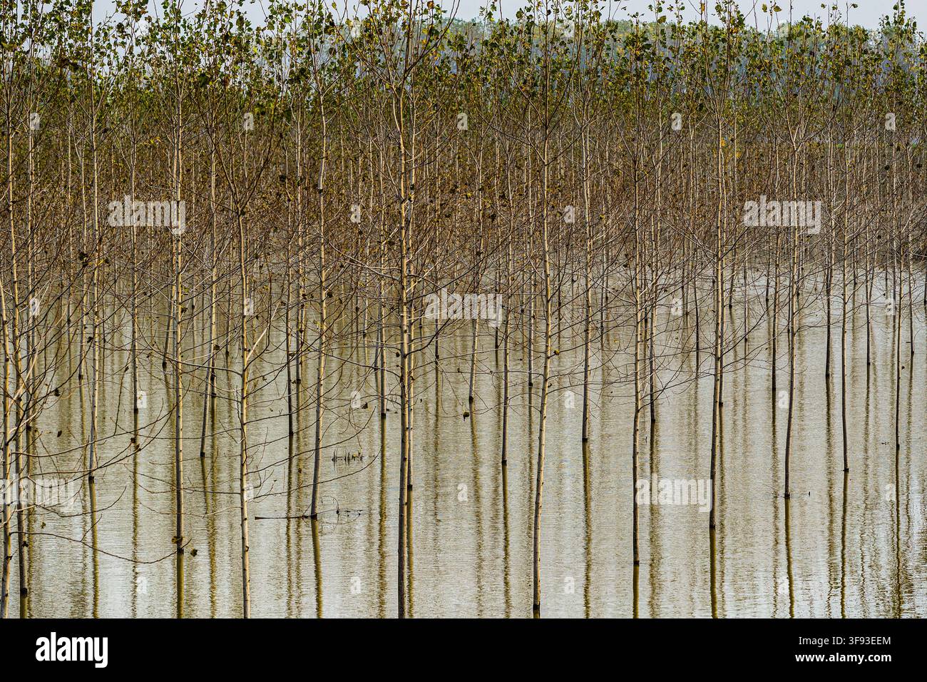 Italien Emilia Romagna Po-Delta – Überschwemmungsgebiet des Po-Flusses und Radweg Stockfoto