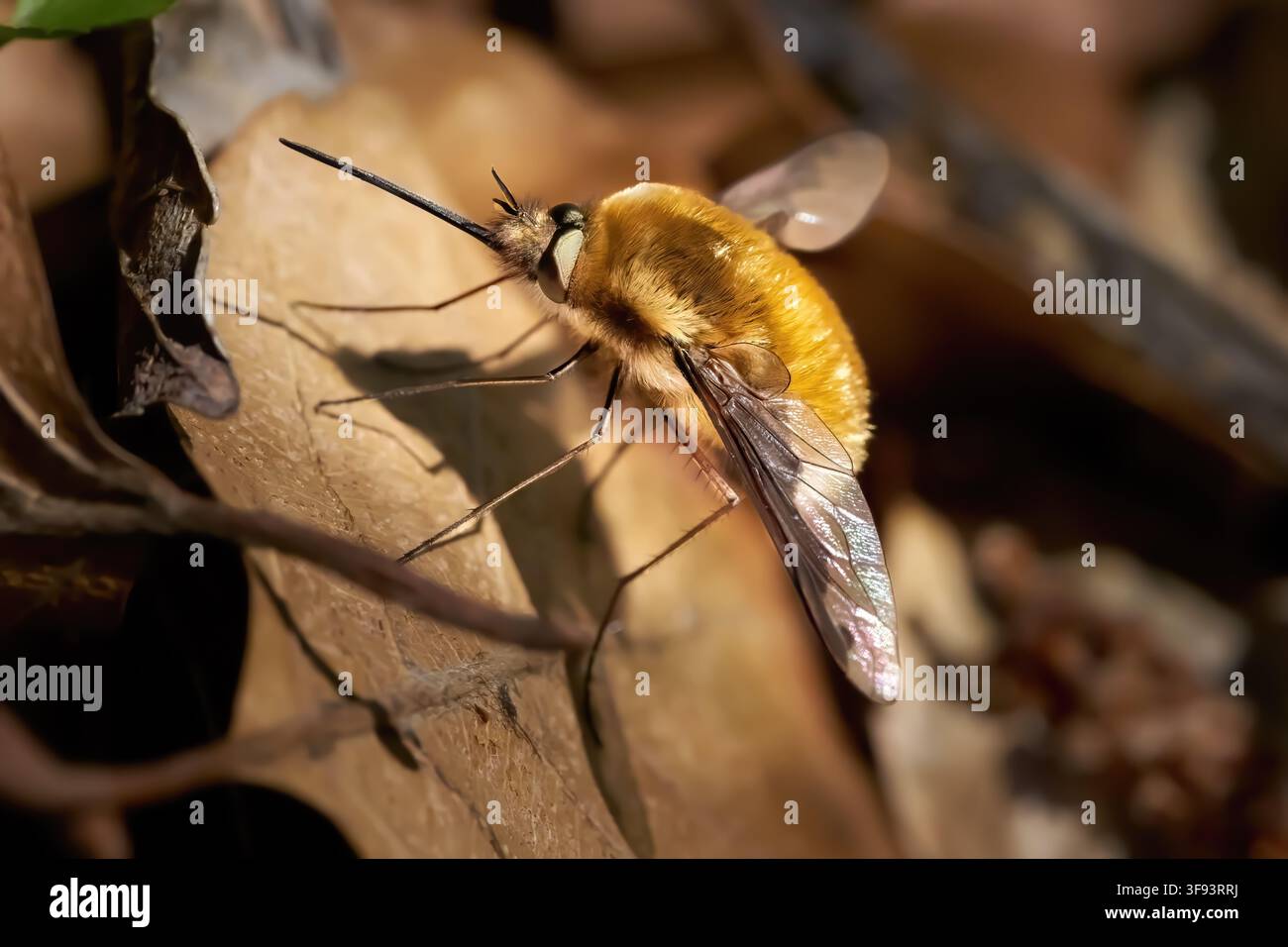 Großer Wollschweber (Bombylius major) Männchen, das auf braunen getrockneten Blättern sitzt Stockfoto