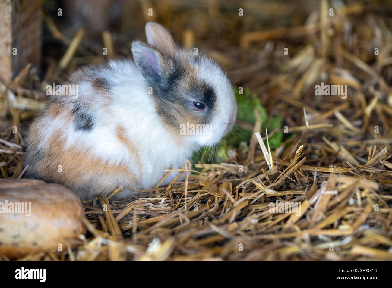 Ein junges mehrfarbiges Zwergkaninchen sitzt in Strohbetten neben einem grünen Blatt in einem kleinen Tiergehege. Stockfoto