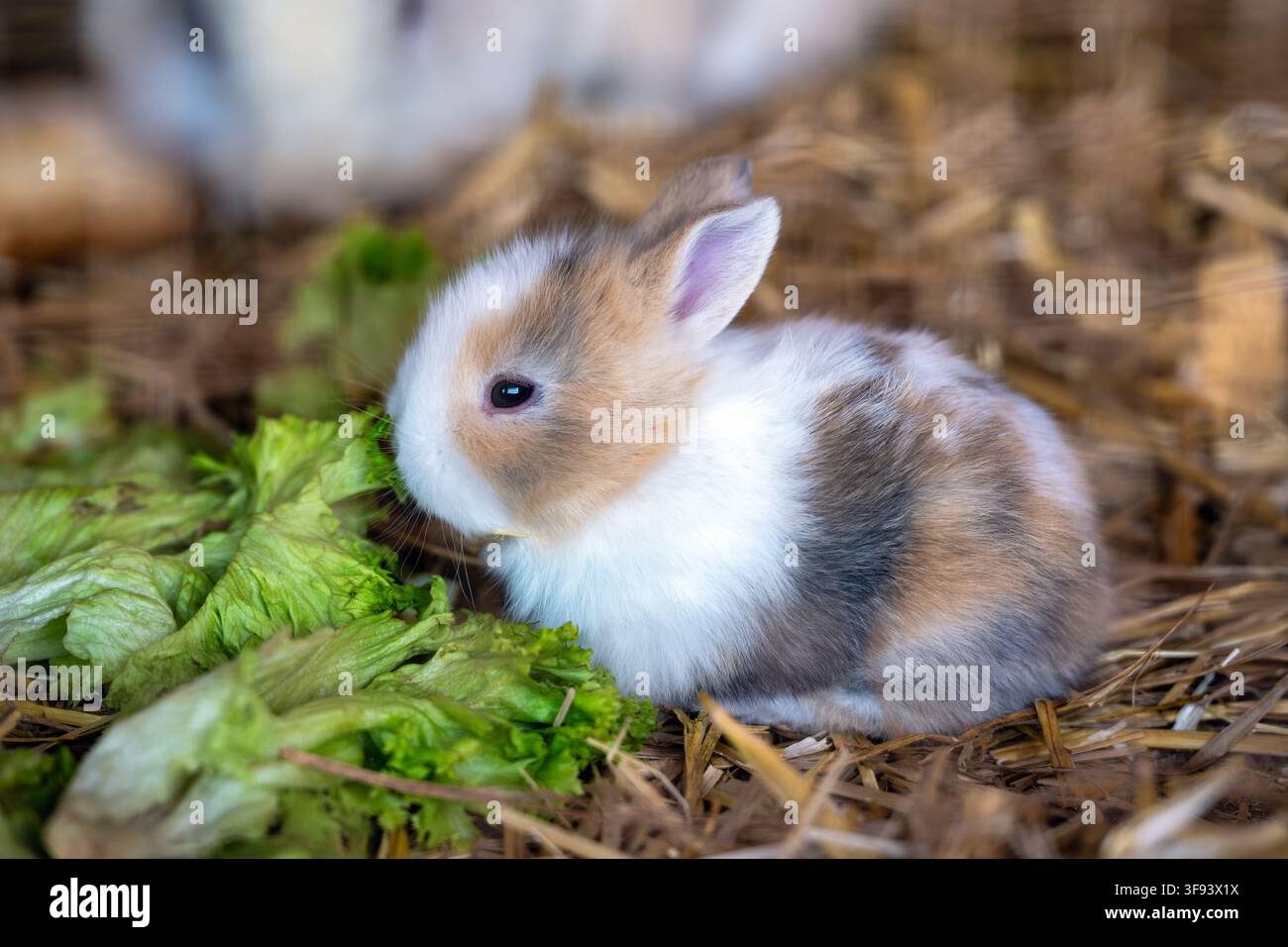 Ein junges mehrfarbiges Zwergkaninchen frisst grünen Salat, während es in Strohbetten in einem kleinen Haustiergehege sitzt. Stockfoto