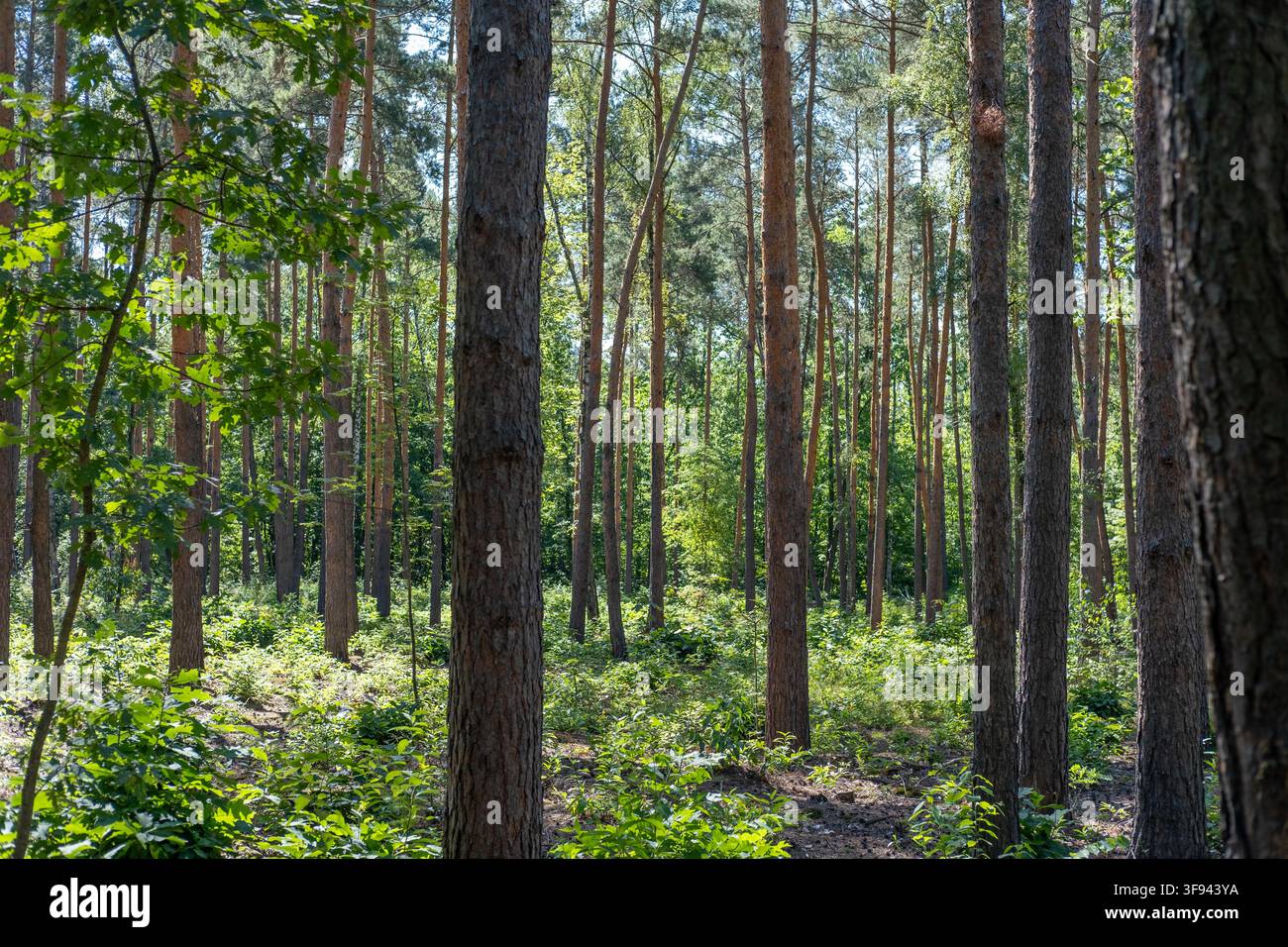 Hohe Kiefern wachsen in einer dichten Waldumgebung mit grünem Unterholz während des Tages. Stockfoto