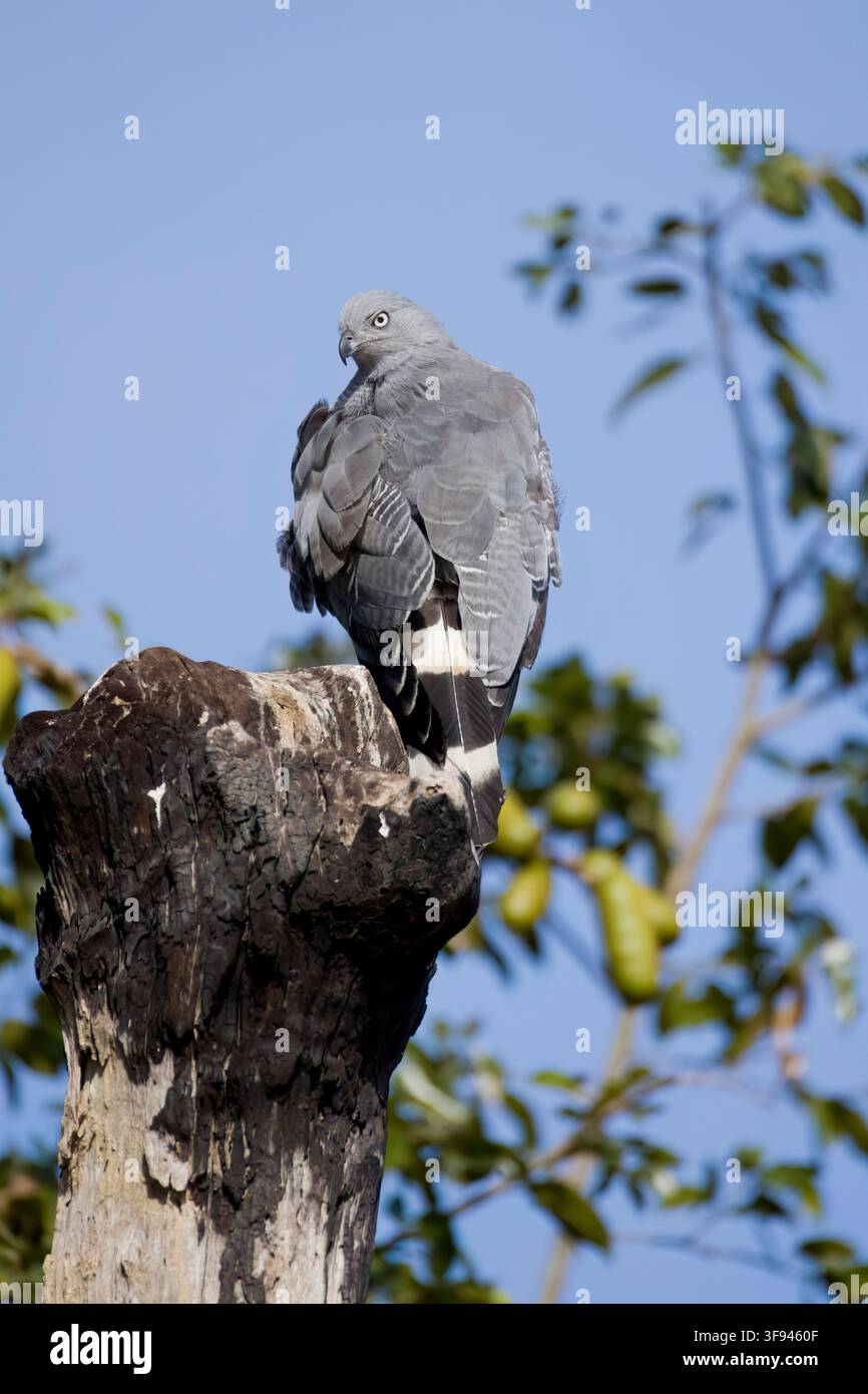 Kranichfalke, der in einem Baum in Porto Jofre Pantanal Brasilien sitzt Stockfoto