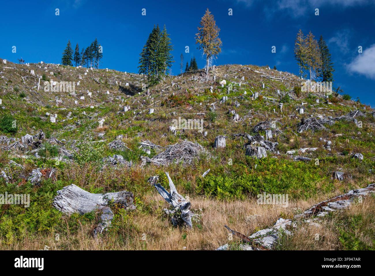 Kahlgeschlagene Fläche nahe Marble Mountain Snopark, Waldstraße 83, Gebiet des Mt Saint Helens, Gifford Pinchot Nationalforst, Kaskadenkette, Washington Stockfoto
