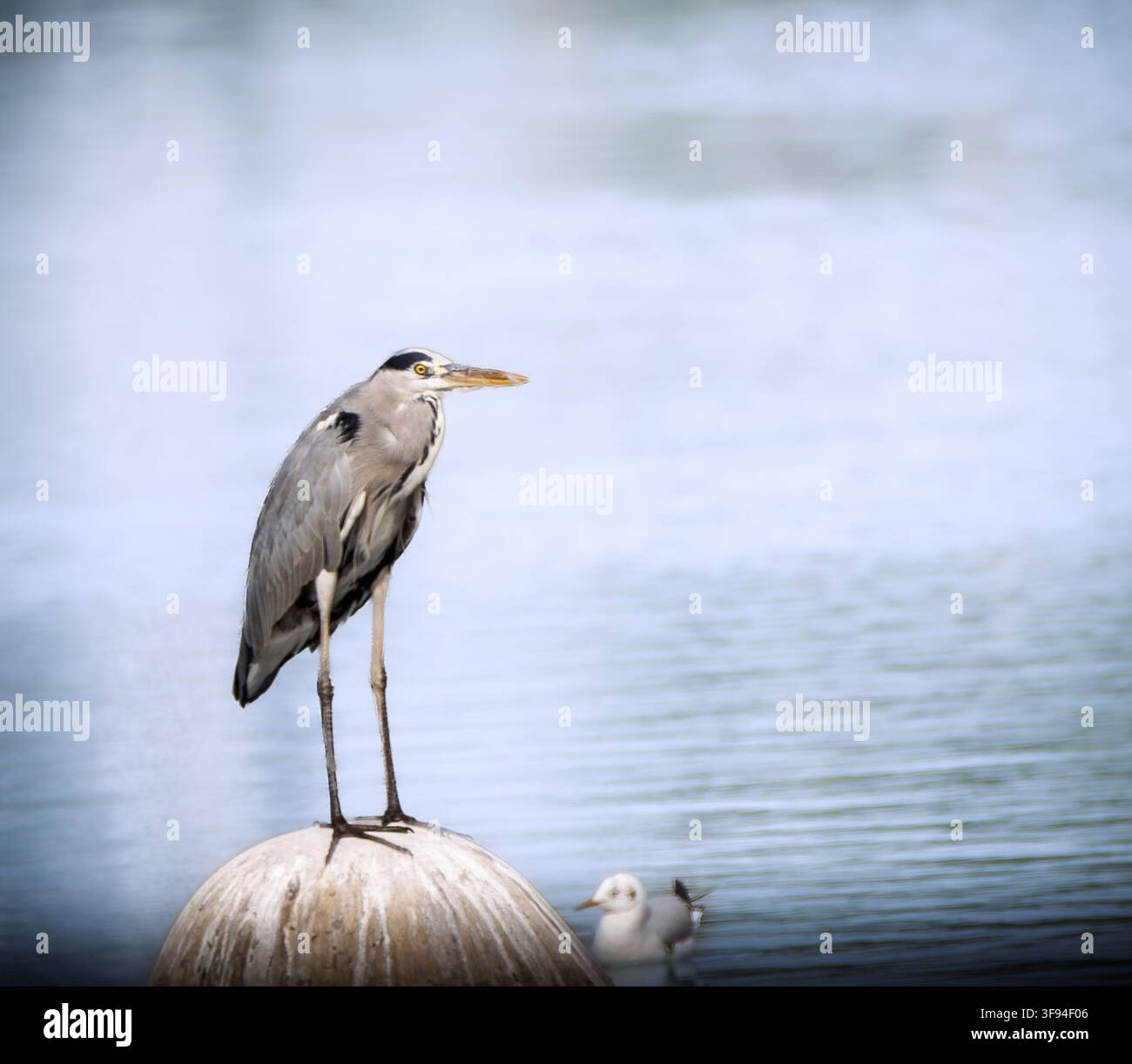 Graureiher (Ardea cinerea) steht auf einer abgerundeten Betonwasserfrontstruktur über ruhigem blauem Wasser, im Profil fotografiert. Stockfoto